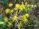 anobello-Thapsia garganica Piano bello 5 7 2009 026